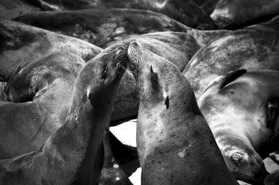 Sea_lion_love