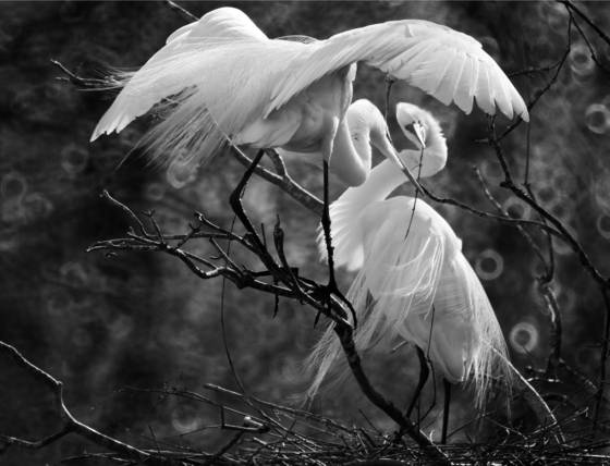 Great_egrets