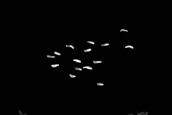 Sonoma_birds_in_flight