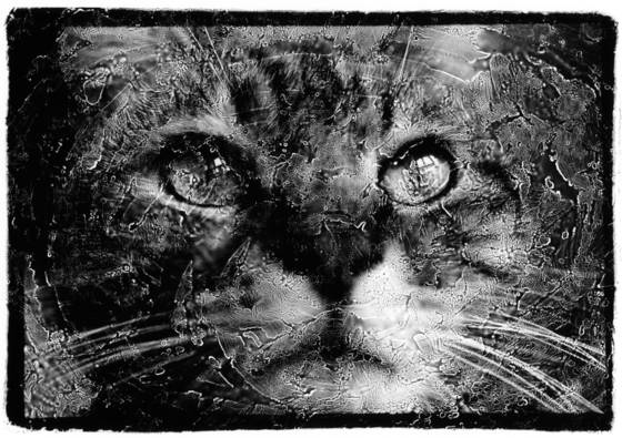 Cat_face