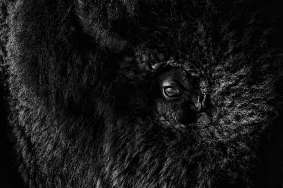 Buffalo_detail