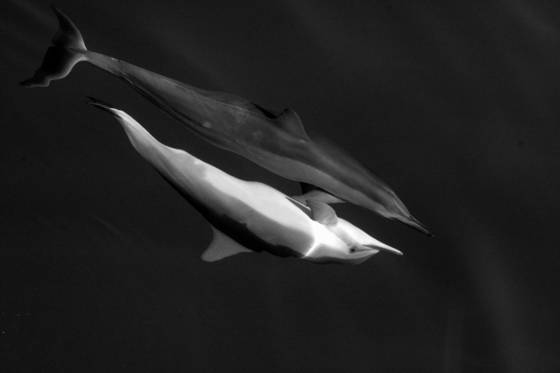 Two_dolphins