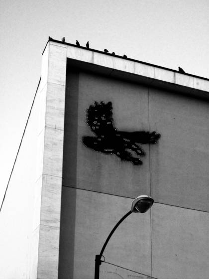 Birds