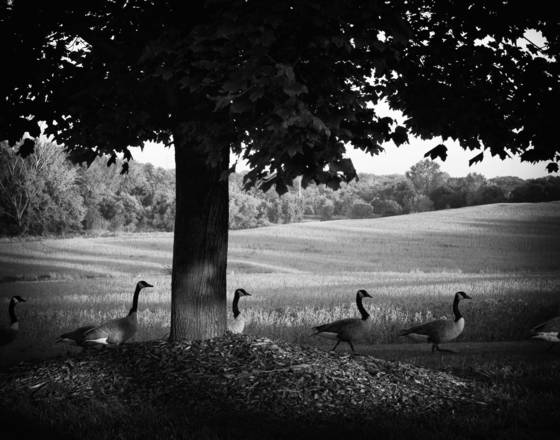 Geese