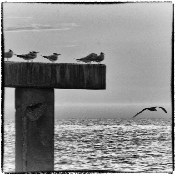 Going_home