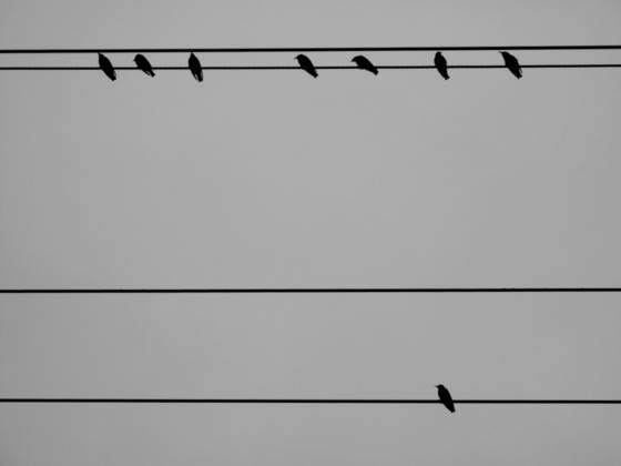 Tweets
