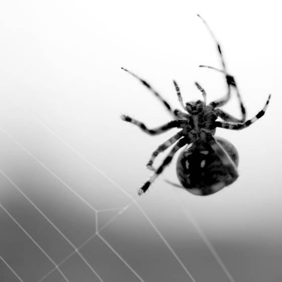Weaving_spider