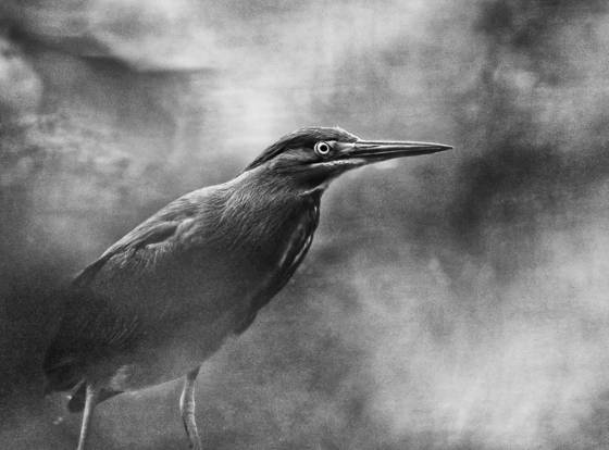 Green_heron