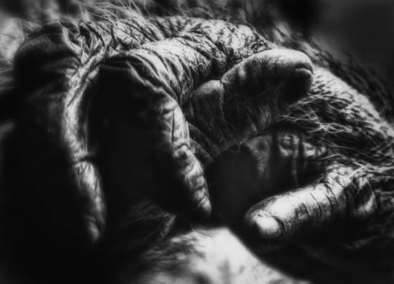 Ape_series_3