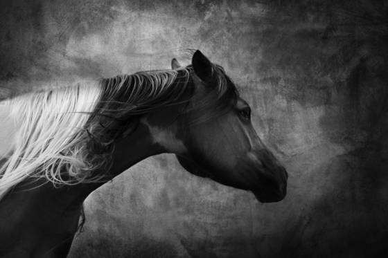 Badlands_horse__2