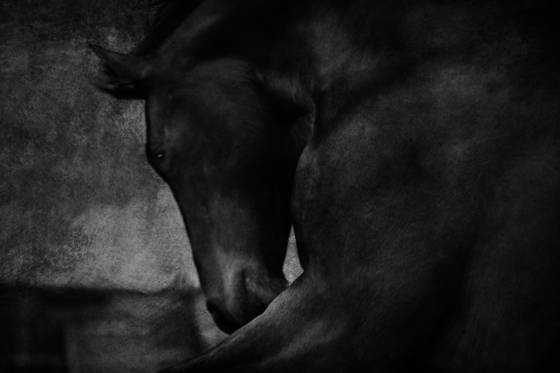 Lancaster_horse__2