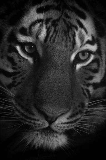 Zoo_portrait_3
