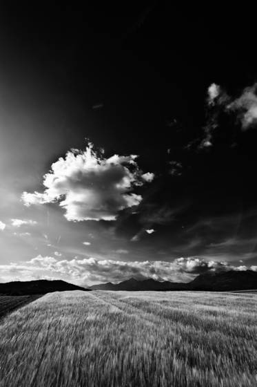 Fields_1