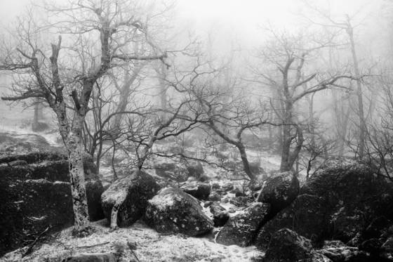 Zen_snow