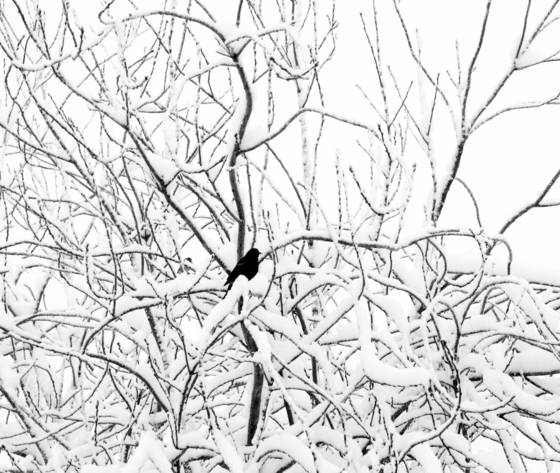 Blackbird