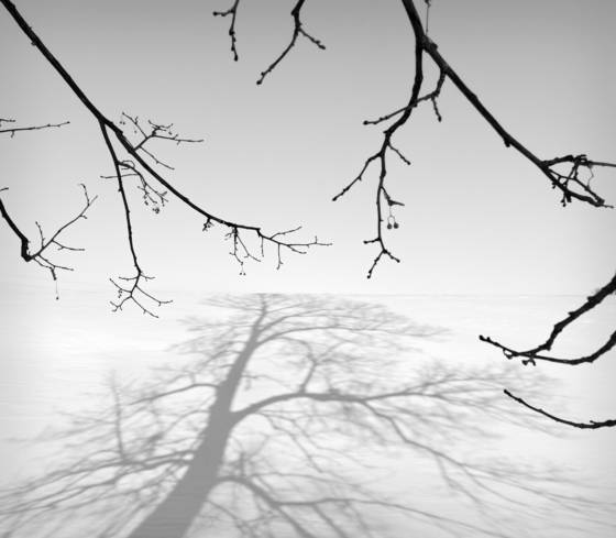 Shadow_branches