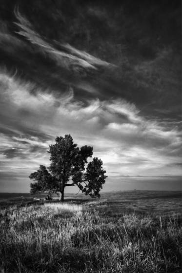 Lone_tree