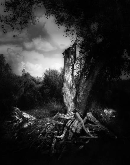 Tree_trunk