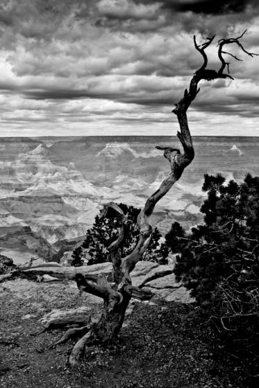 Dead_tree