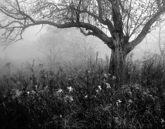 Spooky_tree