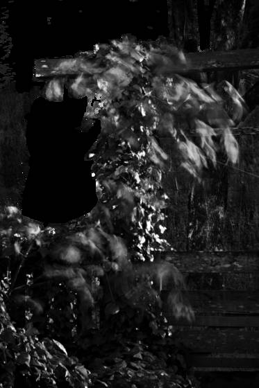 Big_leaf_maple_leaves_dancing
