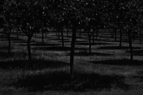Persimmon_orchard_at_night