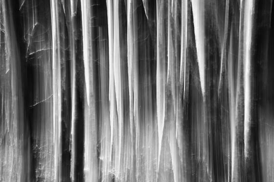Walking_in_alders_again