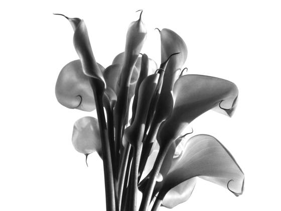 Lilies