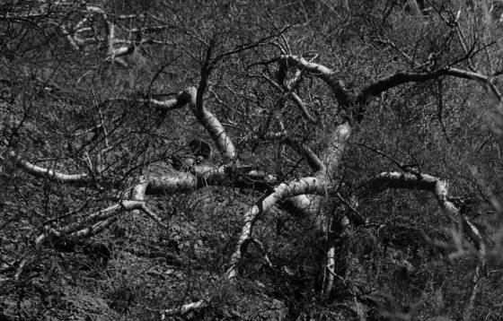 Tangled_trees_3
