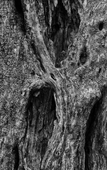 Olive_tree