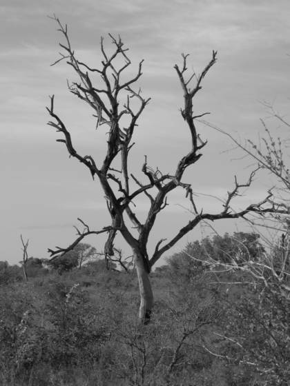 Lone_tree