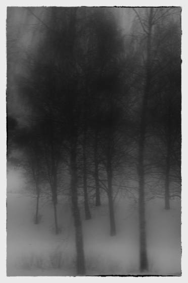In_the_forest_mist