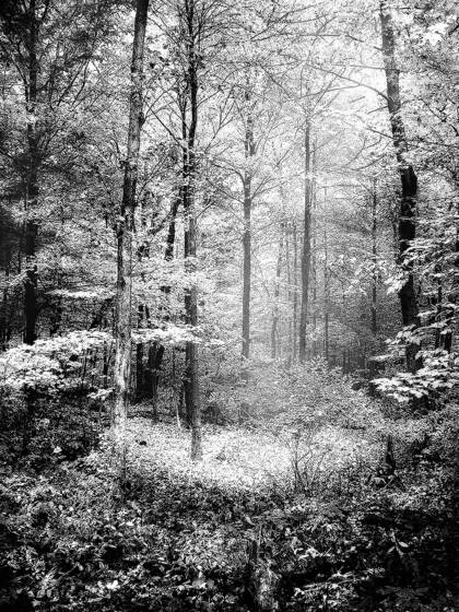 Forest_glow_i