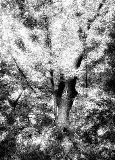 Forest_glow_iii