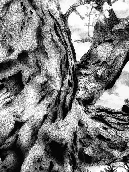 Old_hickory