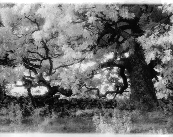 Ancient_oak