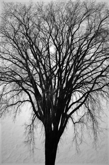 Elegant_elm