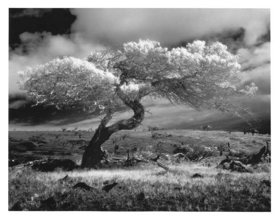 Mauna_kea_tree_study__1