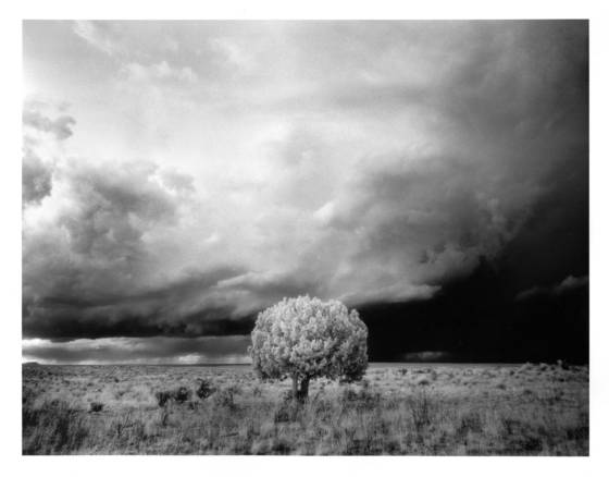 Tree_and_storm