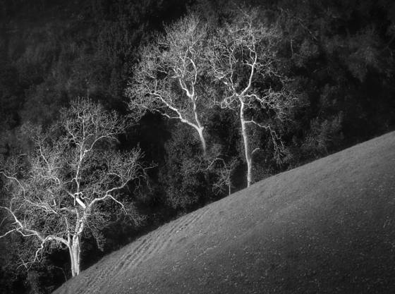 White_trees