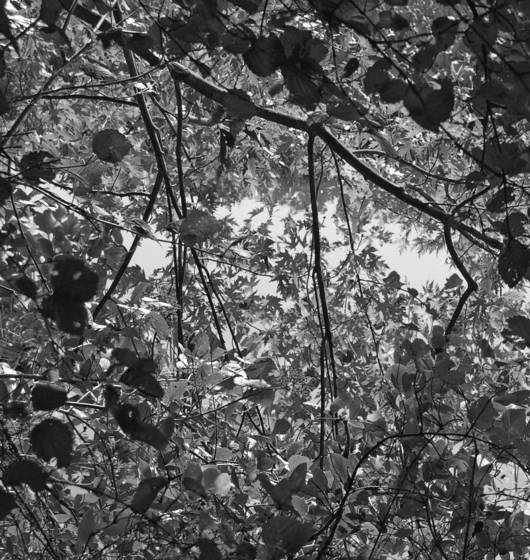 Tinicum_reserve