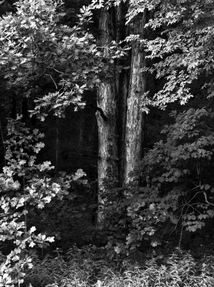 Black_oak