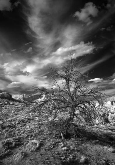 Dead_tree