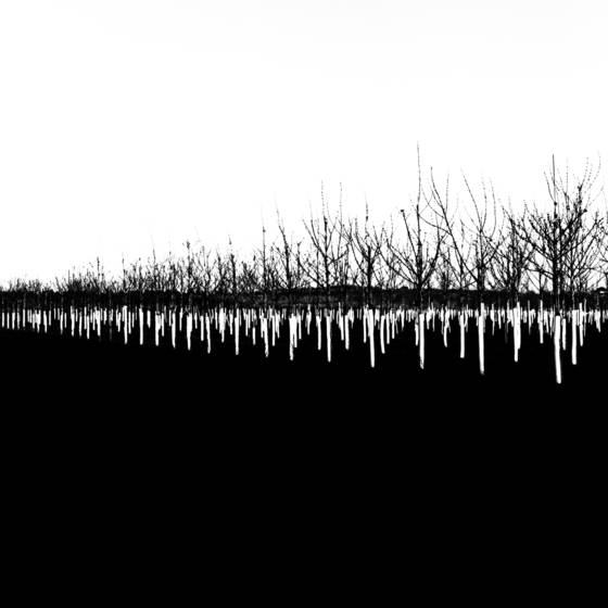 Oak_prairie_nursery_2