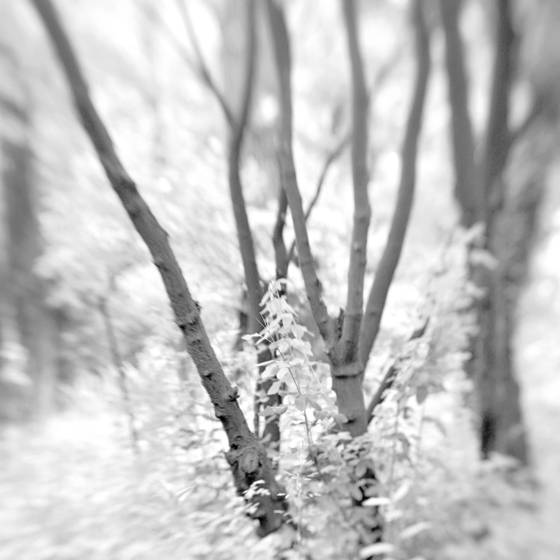Whisper