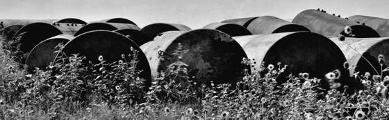 Tanks___sunflowers