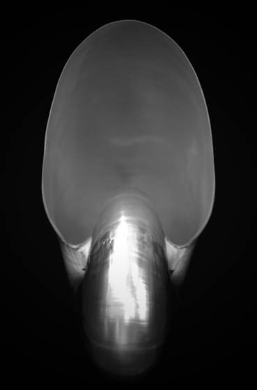 Nautilus