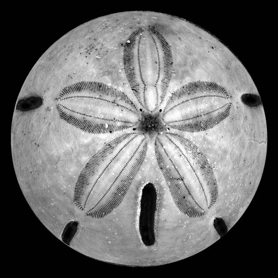 Sand_dollar