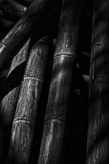 Bamboo