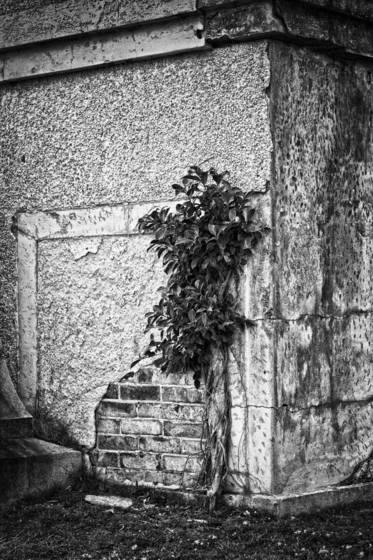 Life_amongst_death